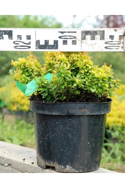 Барбарис  Голден Наггет в горщику