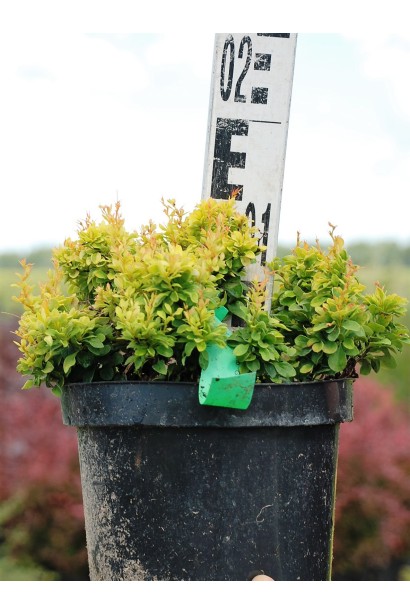 Berberis thunbergii Голден Наггет 