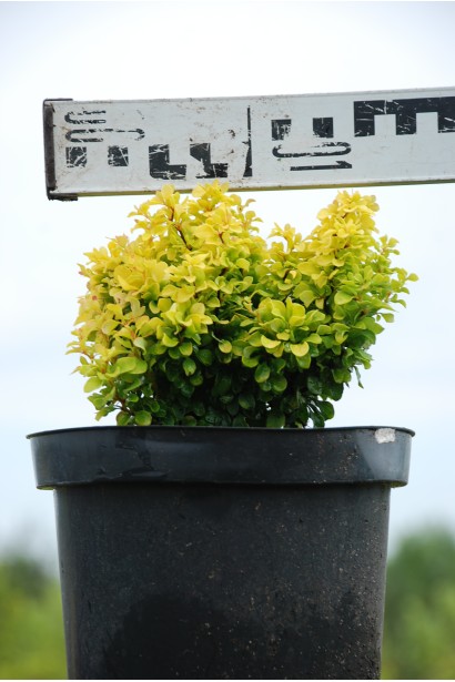 Барбарис  Голден Наггет діаметр 15 см