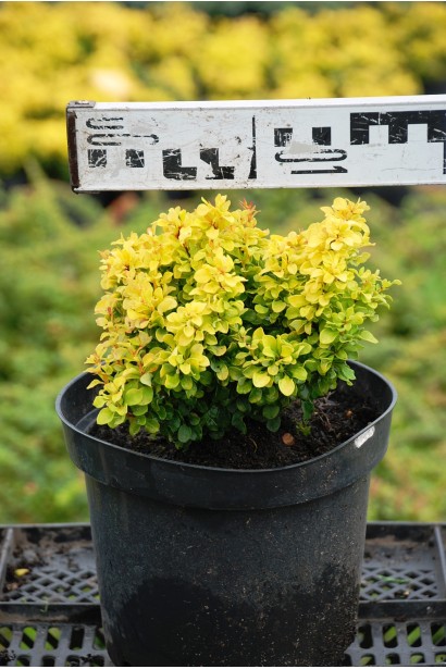 Барбарис тунберга Голден Наггет 