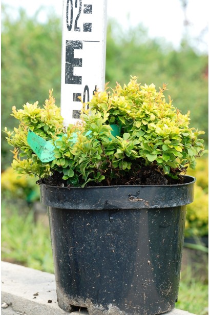 Барбарис  Голден Наггет саджанець