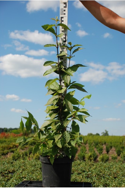 Красивоягідник Проф’южен в горщику 5 л висота 60-80 см