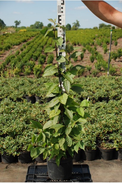 Красивоягідник Проф’южн контейнер 5 л 60-80 см