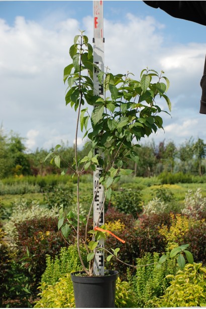 Красивоягідник бодіньєра Проф’южн саджанець 70-100 см