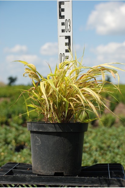 Хаконехлоа велика Наомі - 3л/20-30см/20-30см