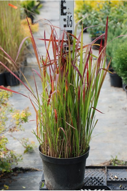 Імперата циліндрична Ред Барон контейнер 3 л 40-50 см