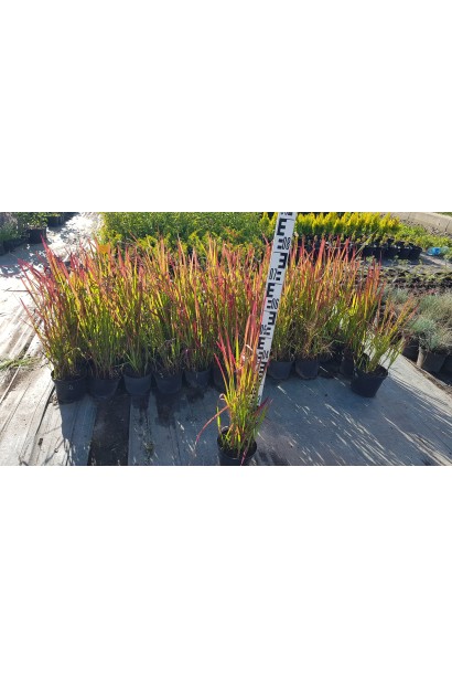 Імперата Ред Барон саджанці