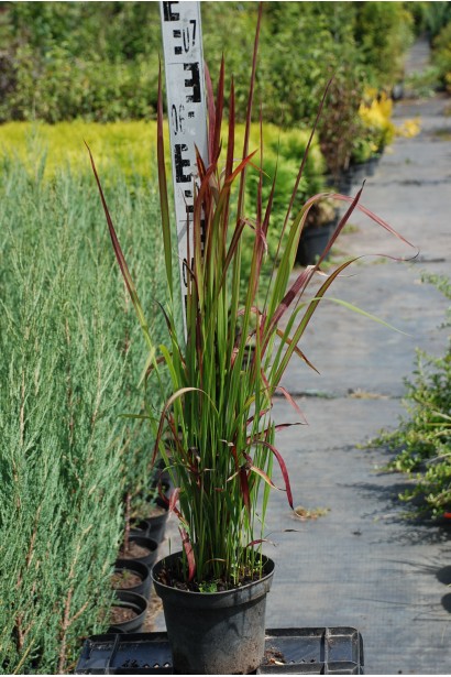 Імперата Ред Барон саджанець 50-70 см