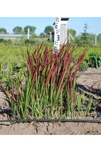 Імперата циліндрична Ред Барон в полі 40-60 см