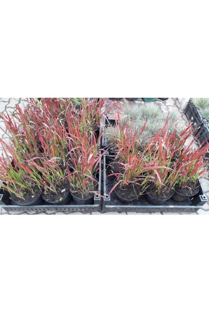 Саджанці імперати Ред Барон в садовому центрі