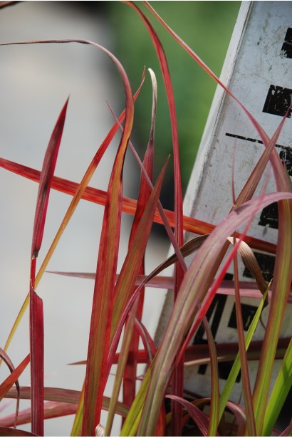 Аланг аланг