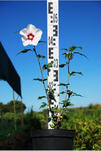 Гібіскус сирійський Ред Харт контейнер 3 л