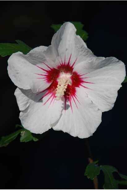 Гібіскус сирійський Ред Харт біла квітка з червоною серединкою