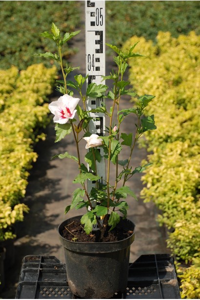 Гібіскус сирійський Ред Харт горщик 3 л, висота 30-40 см