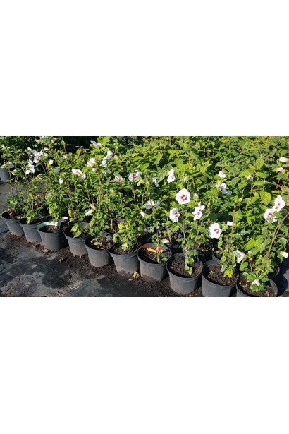 Гібіскус Ред Харт саджанці в садовому центрі