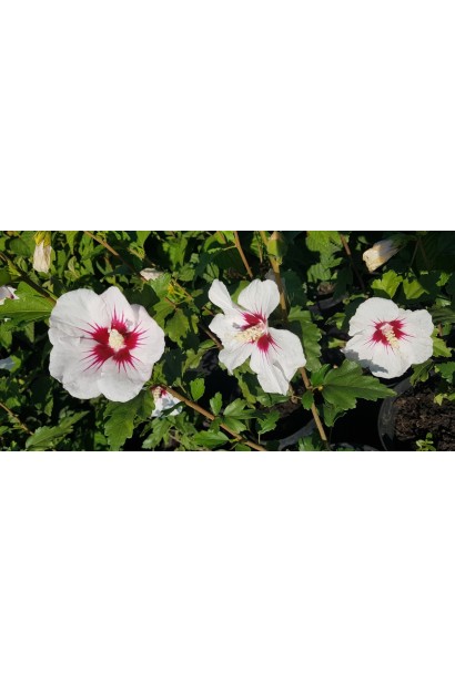 Гібіскус сирійський Ред Харт квіти