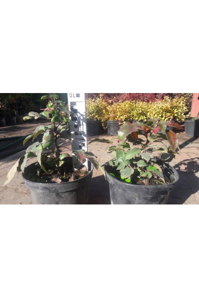 Магония падуболистая Аполло саженцы 15-20 см в контейнере