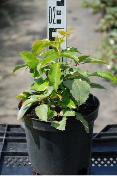 Магония падуболистая Аполло в контейнере 3 л 10-15 см