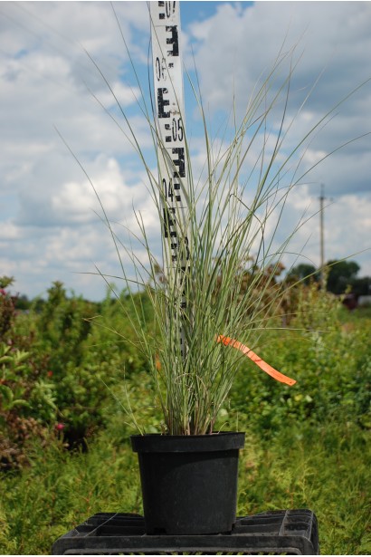 Міскантус китайський Монінг Лайт в горщику 3 л висота 40-60 см