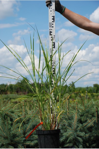 Міскантус китайський Стріктус саджанець в горщику 60-80 см