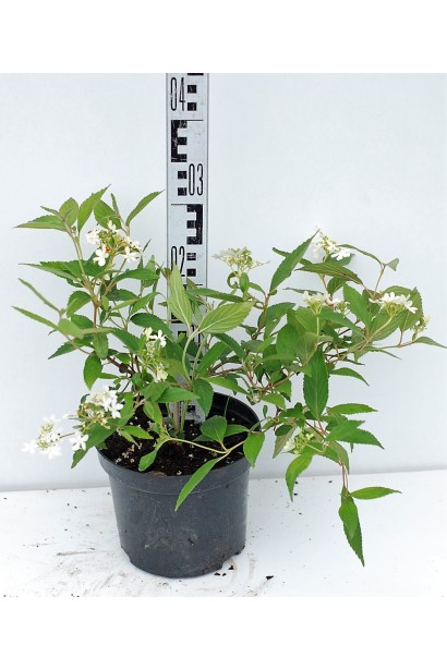 Калина складчаста Ватанабе горщик 3 л 25-30 см