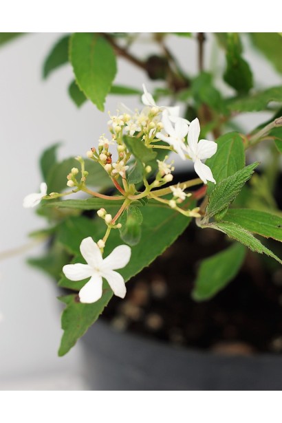 Калина складчаста Ватанабе білі квіти