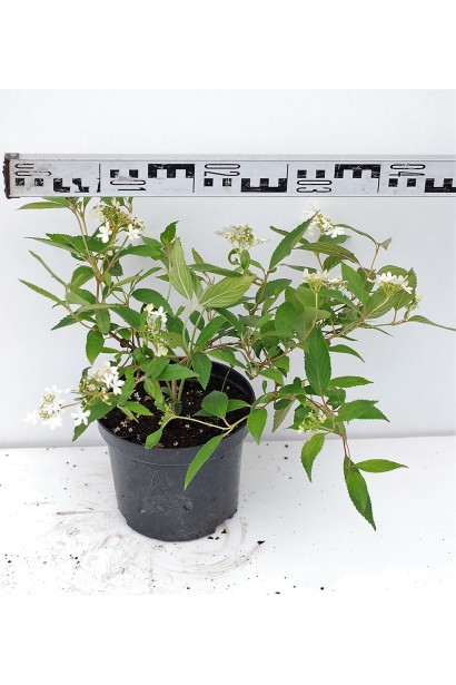 Калина складчаста Ватанабе С3 діаметр 30-40 см