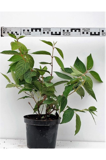 Калина Ватанабе діаметр 40-50 см