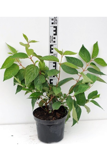 Калина складчаста Ватанабе контейнер 3 л  40-45 см