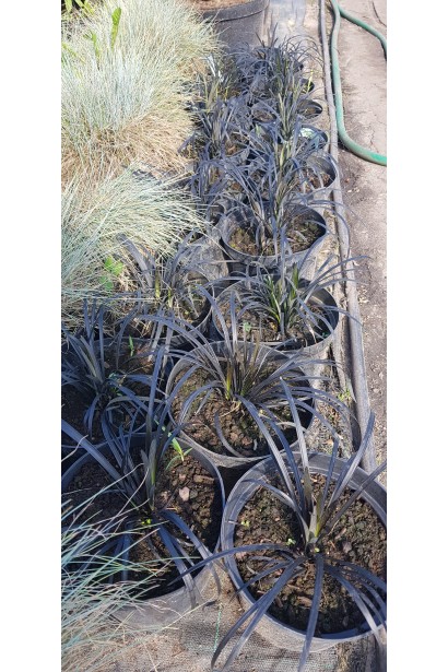 Ophiopogon planiscapus Nigrescens