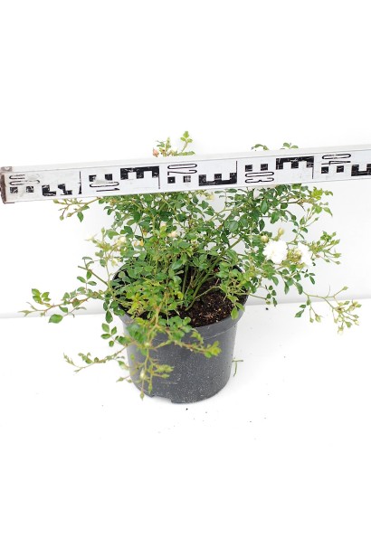 Троянда поліантова Вайт Фейрі – 3л/вис.20-25см/Ø35-40см