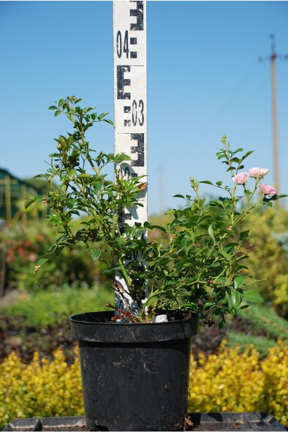 Троянда поліантова Вайт Фейрі