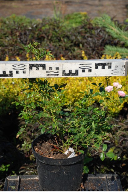 Rosa polyantha White Fairy
