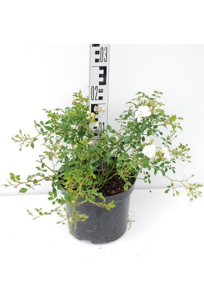 Троянда поліантова Вайт Фейрі – 3л/вис.20-25см/Ø35-40см