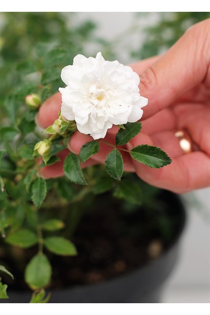 Троянда поліантова Вайт Фейрі 