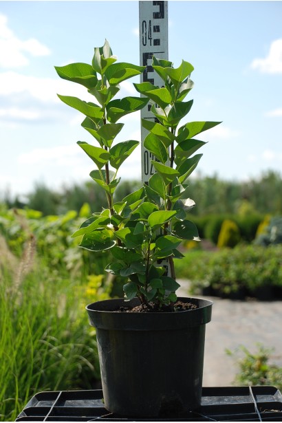 Саджанець бузка Катерина Хавемейєр - 5л/вис.80-100см/Ø30-40см