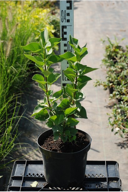 Бузок звичайний Катерина Хавемейєр