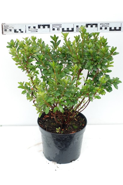 Рододендрон Мадам Галле / Азалія  - 5л/вис.40-50см/Ø40-50см