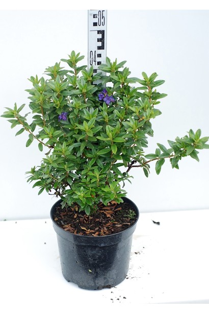 Рододендрон Блю Тіт у контейнері – для стильного дизайну.