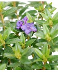 Рододендрон Блю Тіт Мажор | Рододендрон Блю Тит Мажор | Rhododendron Blue Tit Magor