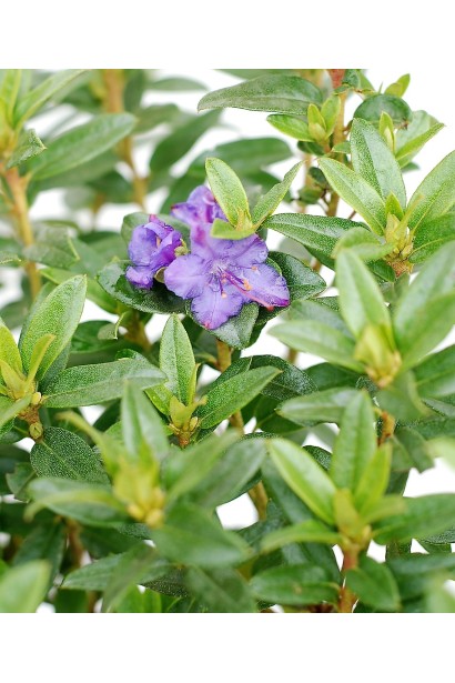 Листя Blue Tit Magor густе, яскраво-зелене.