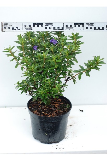 Саджанець Rhododendron Blue Tit Magor у контейнері.