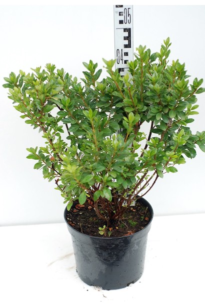 Рододендрон Гейша Оранж / Азалія - 5л/вис.40-50см/Ø30-40см