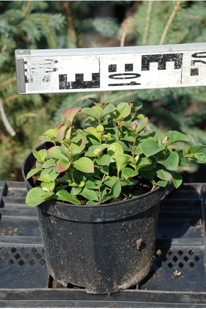 Кизил канадський саджанець Р9 діаметр 15-20 см