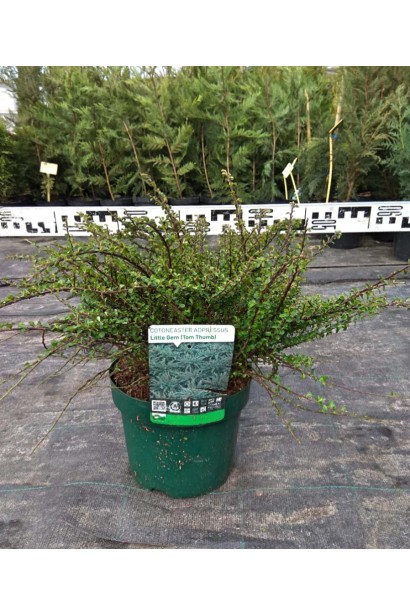 Кизильник притиснутий Літл Джем діаметр 40-60 см