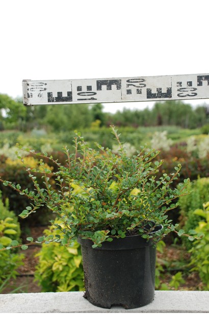 Кизильник притиснутий Літл Джем діаметр 20-30 см