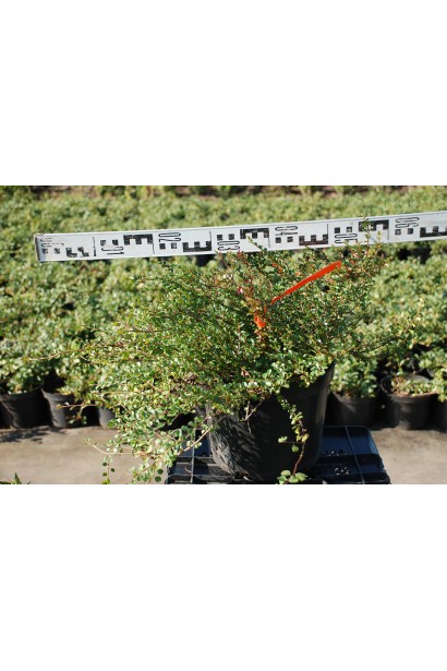 Кизильник Літл Джем С5 діаметр крони 40-60 см
