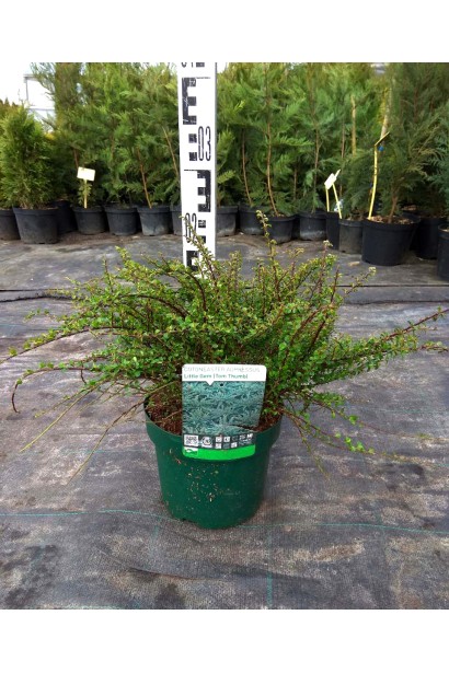 Cotoneaster apiculatus Tom Thumb