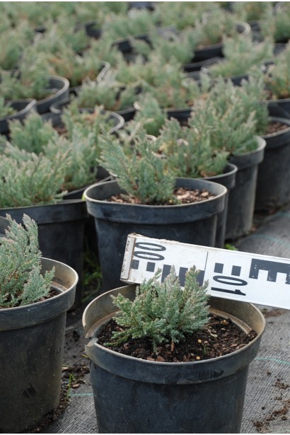 Ялівець сланкий Блю Форест в садовому центрі