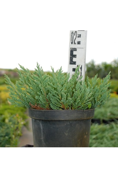 Ялівець Блю Форест  висота 10-15 см